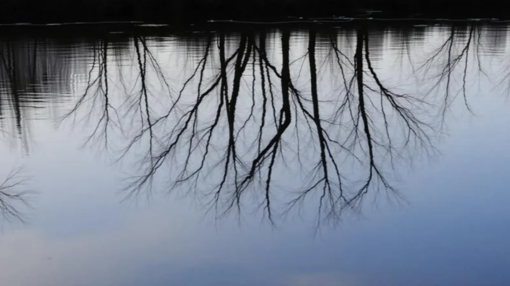 antonyms of reflection